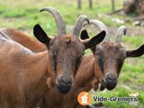 Photo Foire aux chèvres à Saint-Aupre