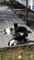 Vide grenier pour les chats errants à St Pierre la mer à Fleury