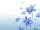 photo de association fleur bleue